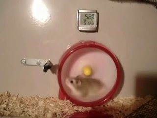 turbo hamster-piss laugh